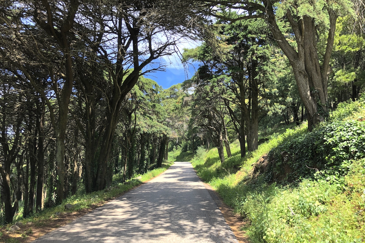 Forest Road in Sintra-Cascais Nature Reserve